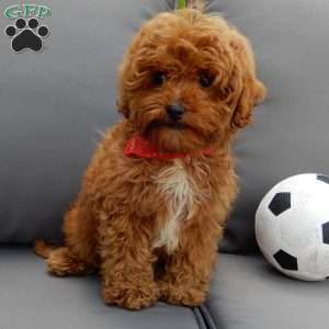 Benji, Cavapoo Puppy
